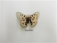 藏品(中國蝴蝶)的圖片